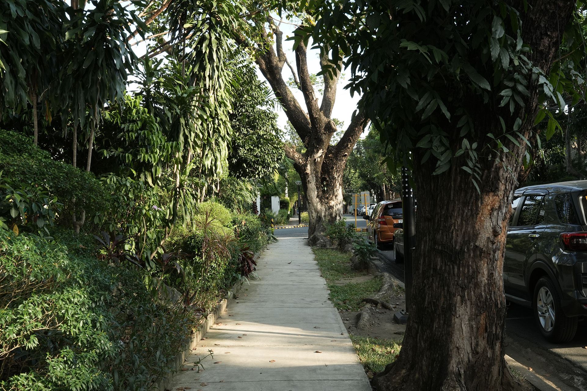 A village sidewalk between hedges and an old tree